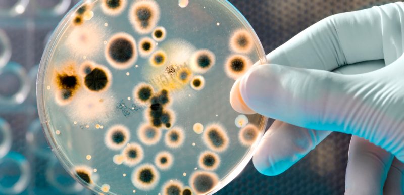 bacterias resistentes a los antibioticos